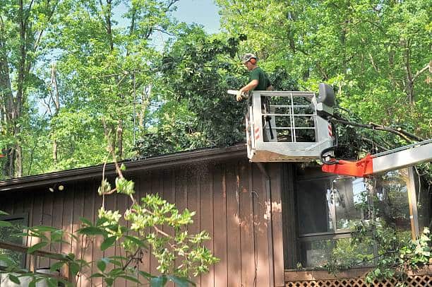 Tree removal service Columbia SC