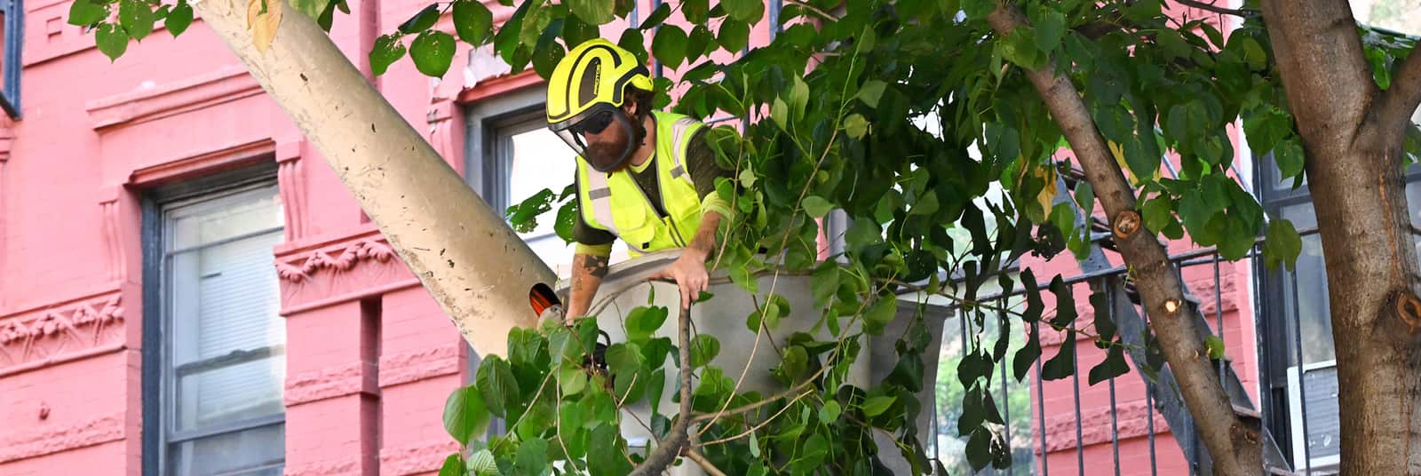 Tree trimming and pruning